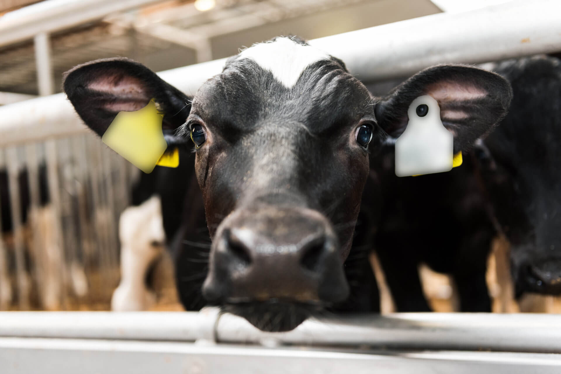 De veelzijdige Nederlandse kalverhouderij